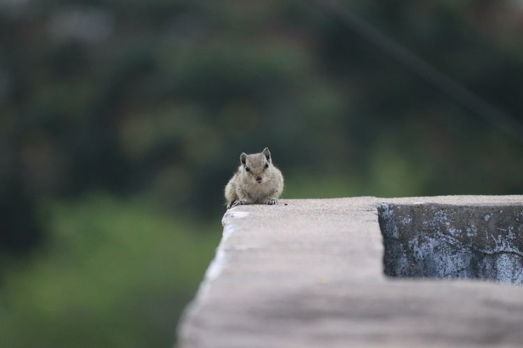 Squirrel sitting on retaining wall