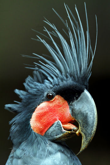 Close-up of palm cockatoo
