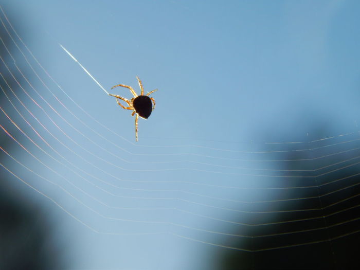 Low angle view of spider on web against sky