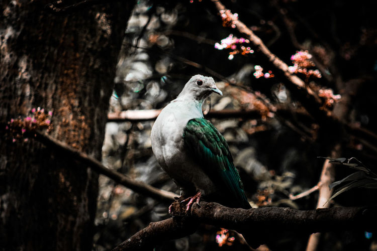 Close-up of bird sitting on a tree
