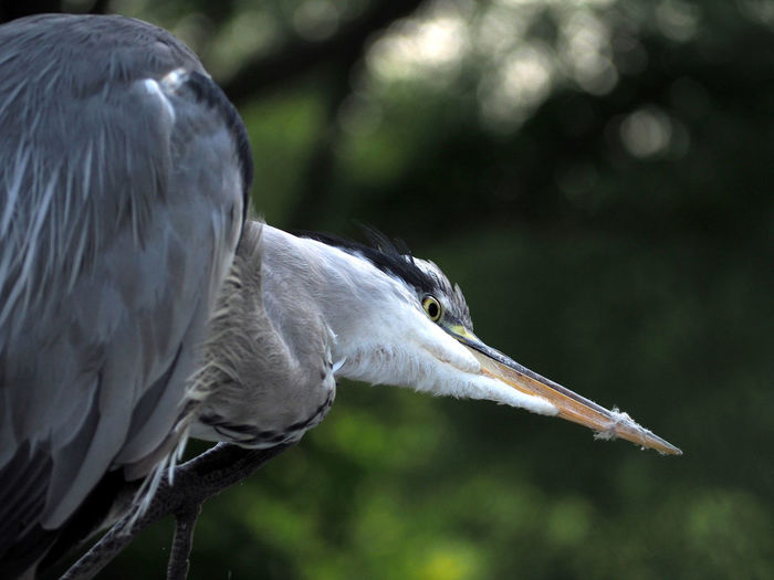 Close-up of gray heron perching on tree