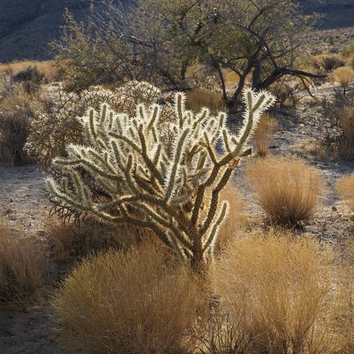 Plants in a desert