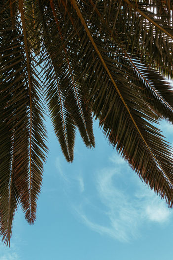 Low angle view of palm leaves against sky