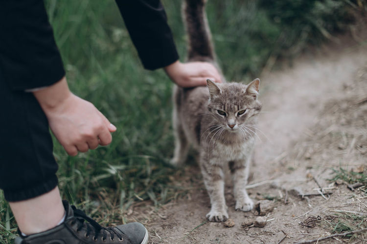 Cropped image of hand holding kitten on field