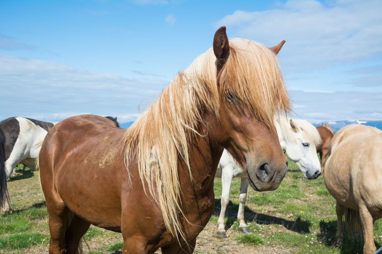 Horses standing in ranch against sky