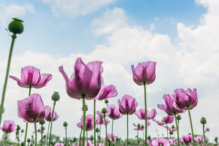 Close-up of pink tulips blooming against sky