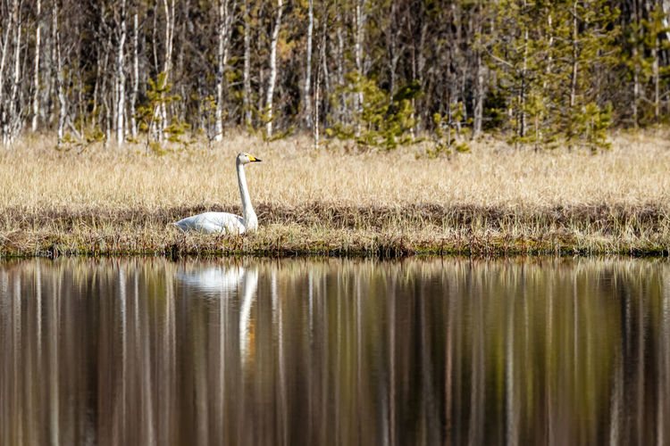 View of swan resting beside a forrest lake