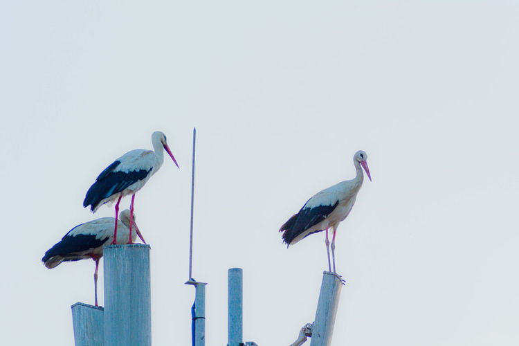 Low angle view of white storks perching on wooden posts against clear sky