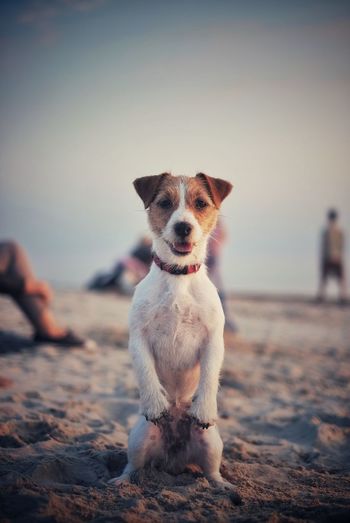 Portrait of jack russell terrier at beach against sky
