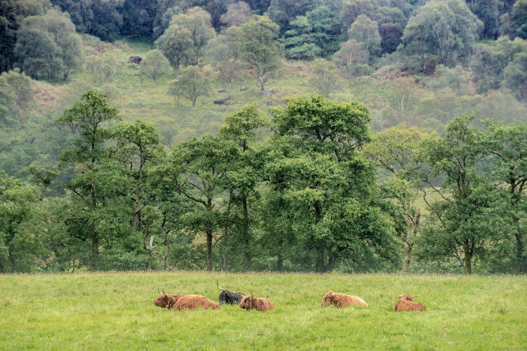 Cows grazing on landscape