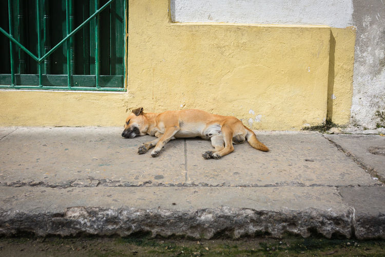 Dog lying down on wall