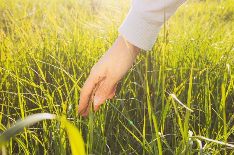 Close-up of person hand on grass field