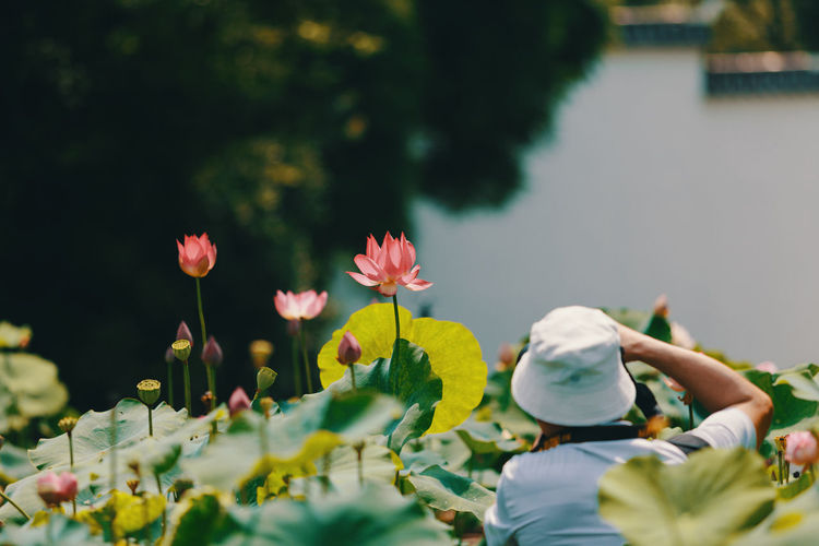 Rear view of a man photographing water lilies