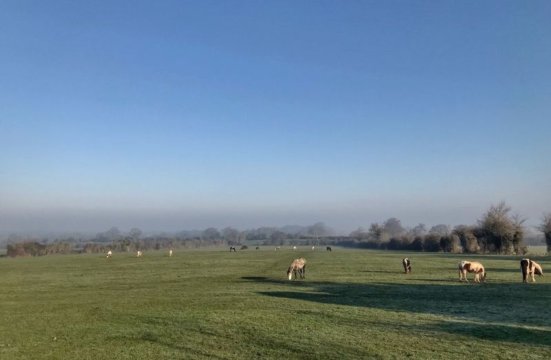 View of horses grazing in field