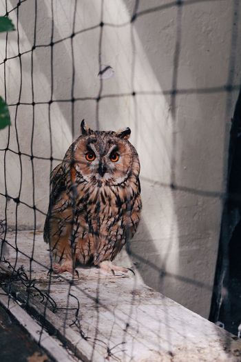 Portrait of owl in cage