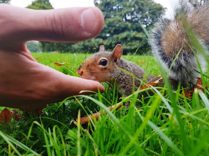 Close-up of hand touching squirrel on grassy field