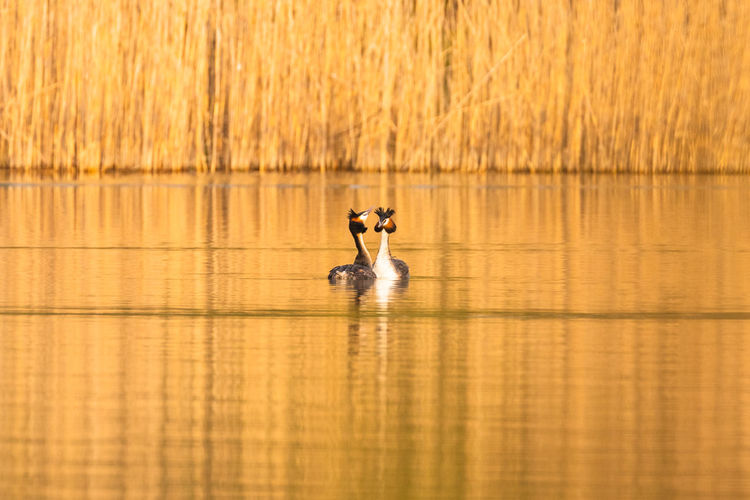 Pair of great crested grebes mating on the water mating season courtship display