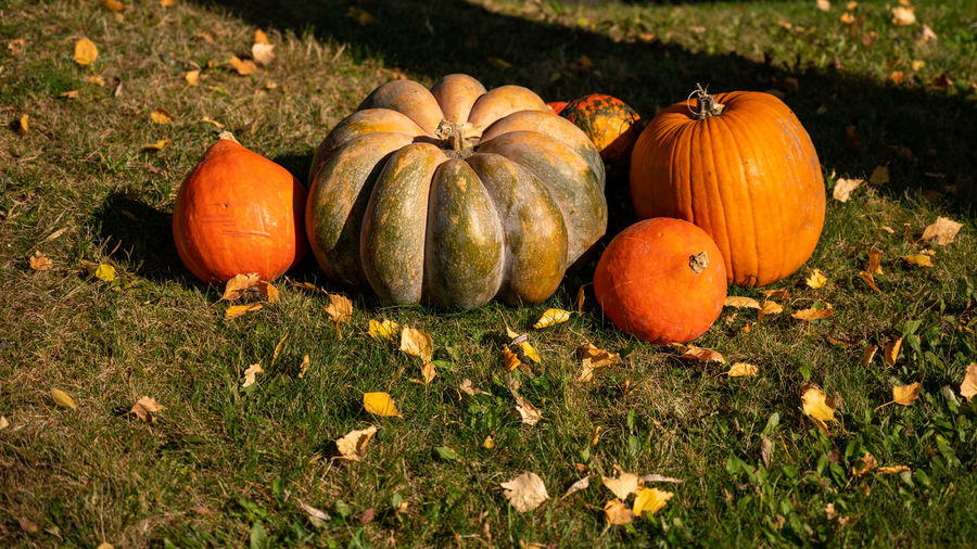 Pumpkins with leaves on ground. halloween and autumn harvest. season concept and background.