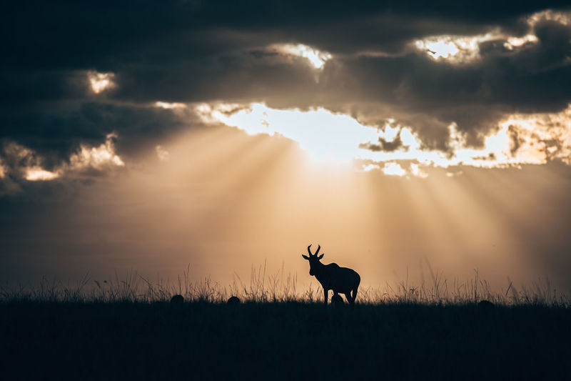 Silhouette deer on field against sky at sunset