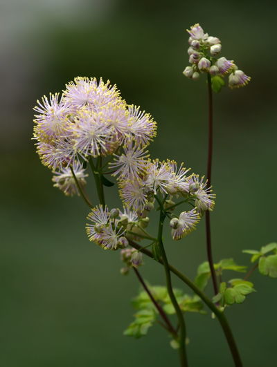 Close up on greater or columbine or french meadow-rue, thalictrum aquilegiifolium