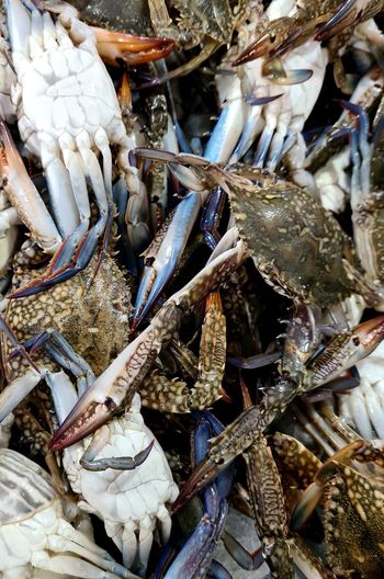 seafood