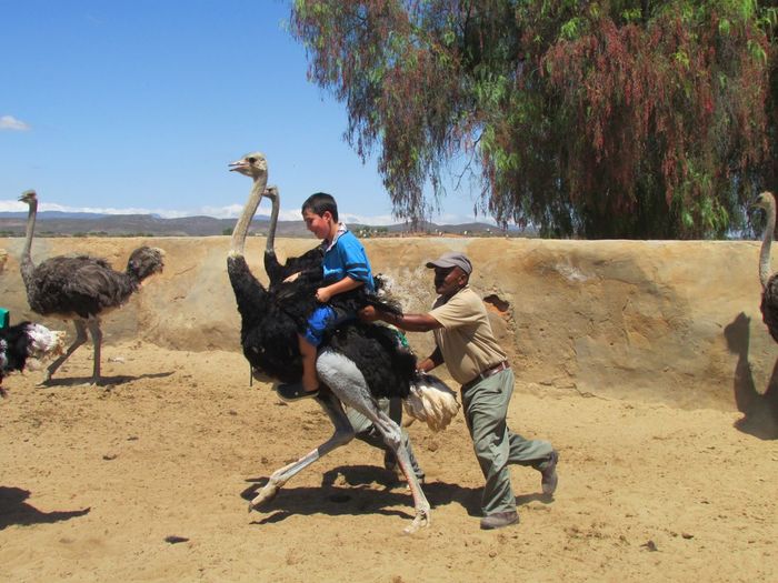 Mid adult man holding boy sitting on ostrich at oudtshoorn