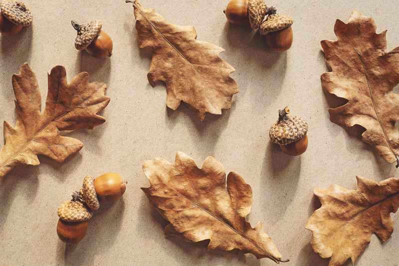 Autumn nature flat lay with brown oak leaves and acorns