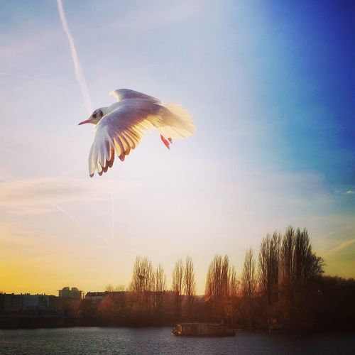 Low angle view of seagull flying over river against sky on sunny day