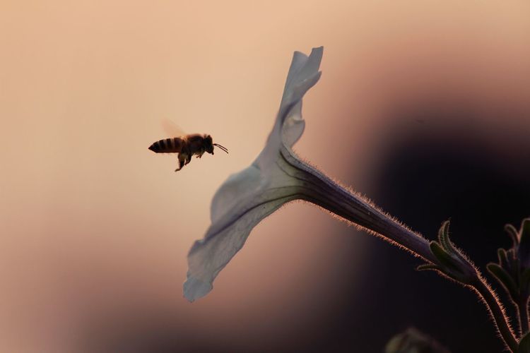 Honey bee flying outdoors