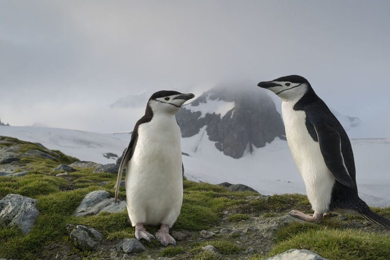 Elephant island, antarctica. most chinstrap penguins live in sub antartica islands.