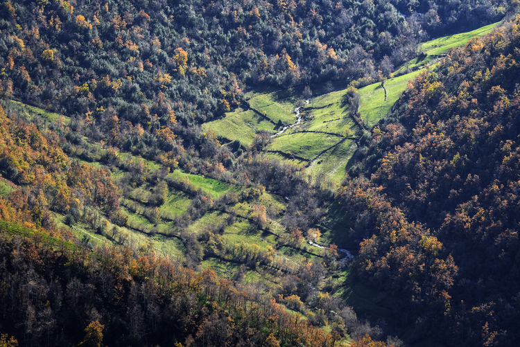High angle view of trees growing in farm