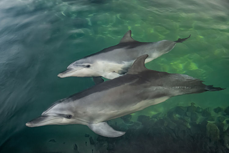 Two common bottlenose dolphins, otherwise known as atlantic bottlenose