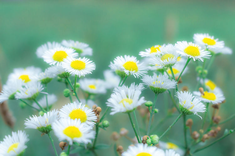 Close-up of white daisy flowers on field