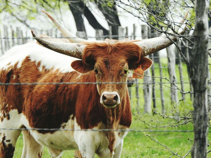 Portrait of texas longhorn standing on field seen through fence