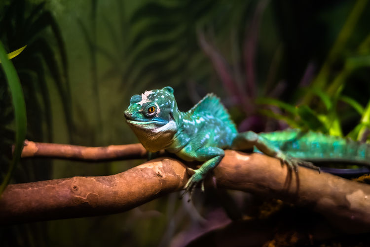 Close-up of a lizard on a branch