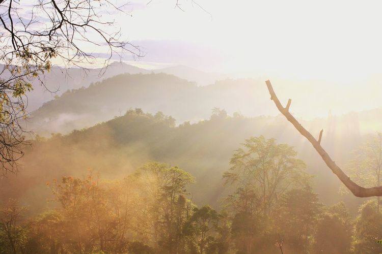 Trees on mountain against sky