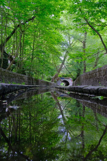 Arch bridge over lake in forest