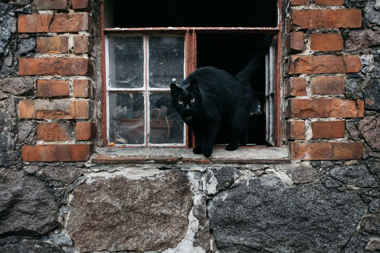 Cat lying on brick wall