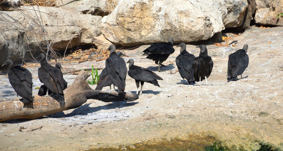 Wild black vultures in chiapas, mexico