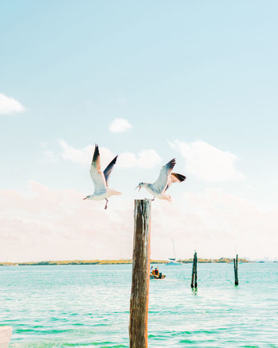 Seagulls on wooden post in sea against sky