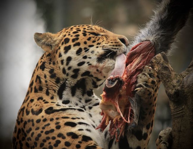 Close-up of jaguar eating prey from tree trunk