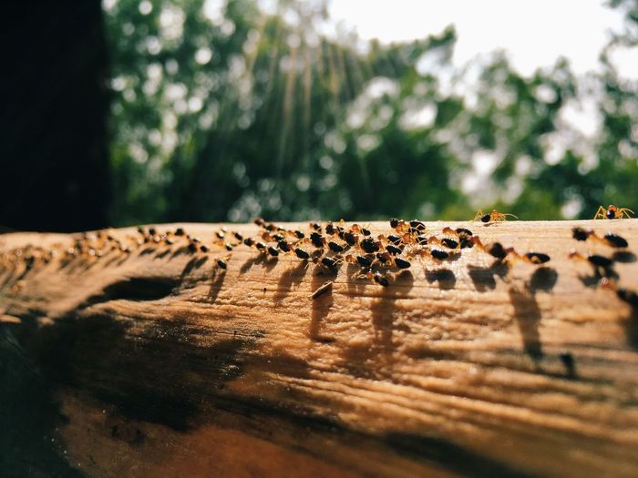 Ants on wood