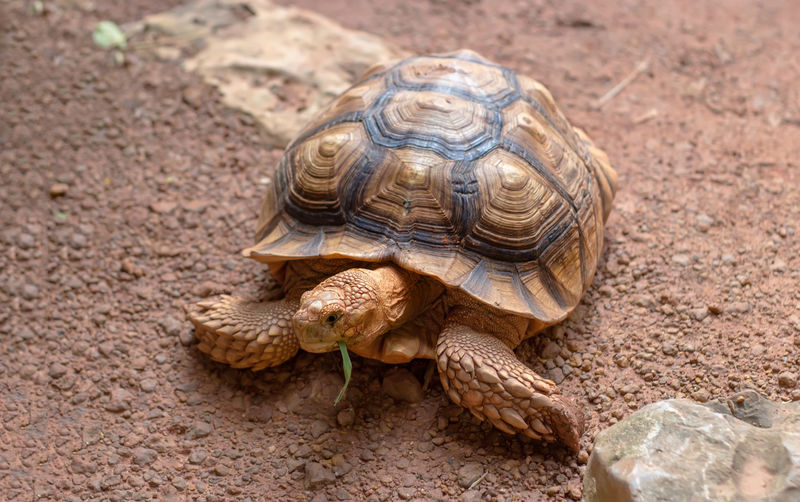 Giant sand turtle eating green grass on retile zoo