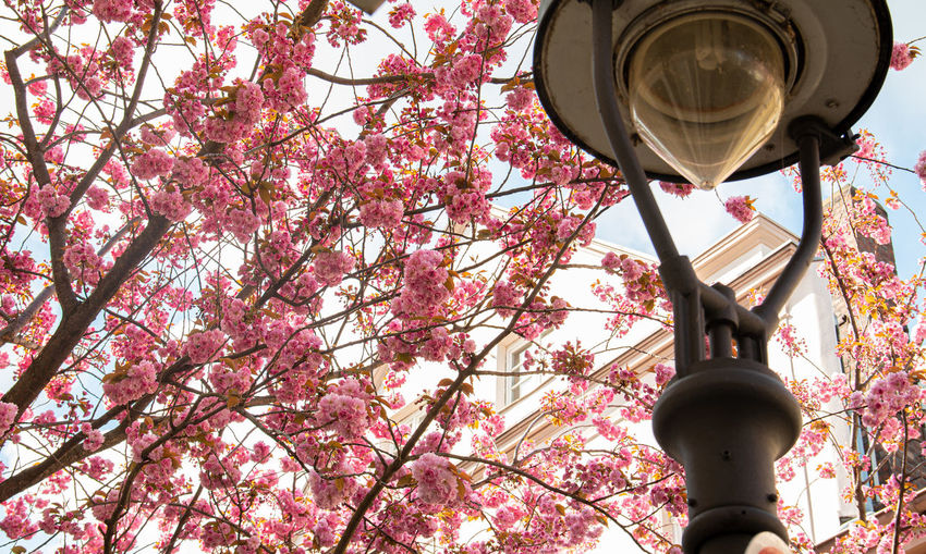 Low angle view of street light by cherry blossom