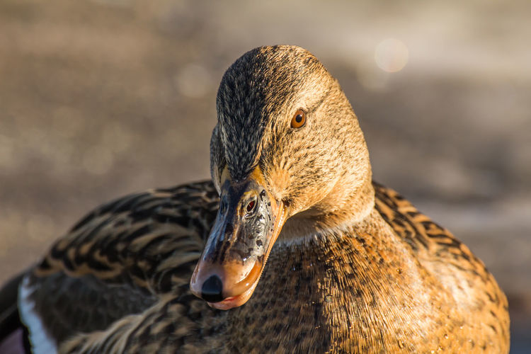Female mallard or wild duck, anas platyrhynchos. close-up