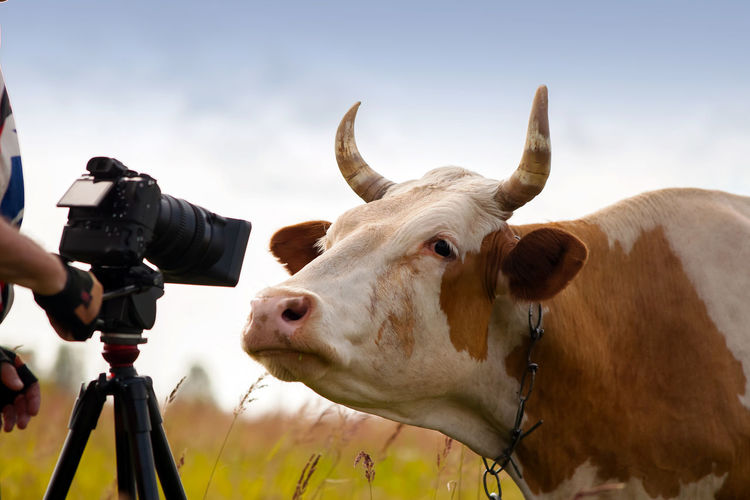 Cow with tripod and camera on field