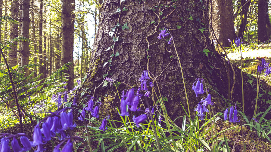 Purple flowering plants by trees in forest