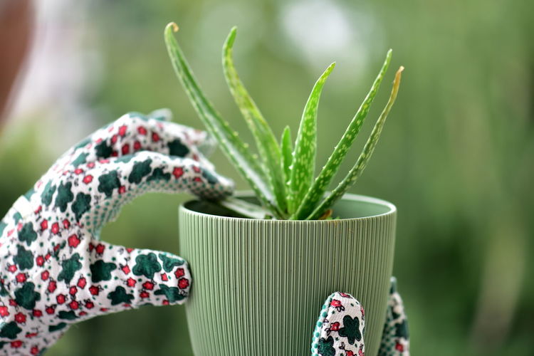 Close-up of succulent plant - cactus care
