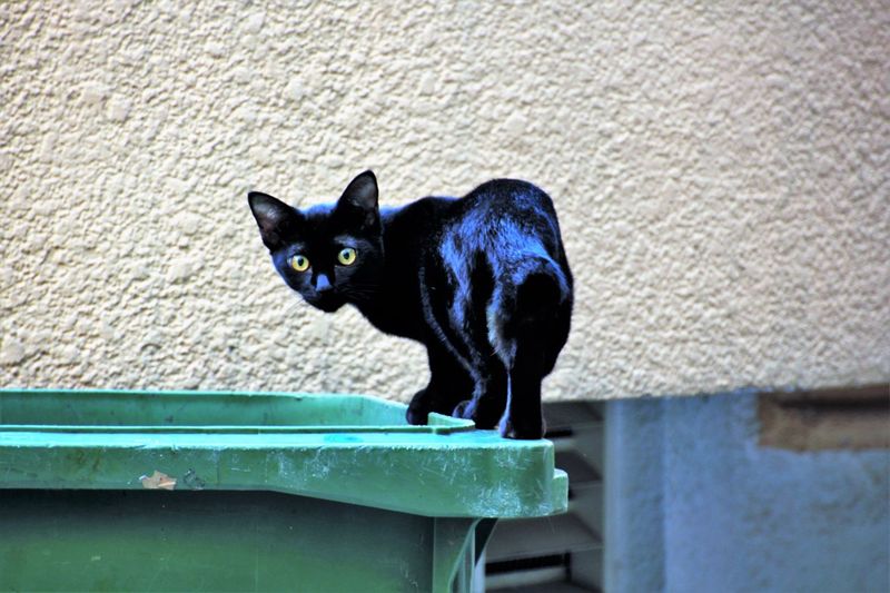 Close-up of cat walking on dumpster