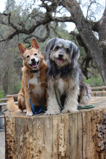 Close-up of dogs sitting on tree trunk